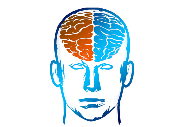 Illustrierte Gehirnhälften (Hemisphären) in orange und blau 